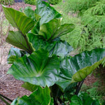 Black Stems Green Leaf Colocasia Live Plant, 5 to 8" in Tall, Taro Elephant Ear Alocasia Esculenta Live Plant for Planting, Live Colocasia Houseplant