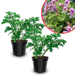 2 Live Citronella Plants, Perennial Fragrant Citronella Herbs, 4-7 Inches, Ready to Grow Indoor Outdoor