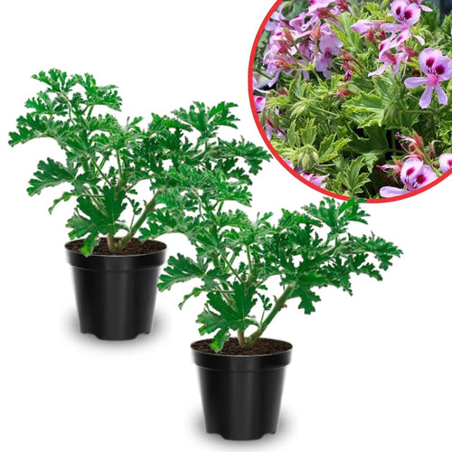 2 Live Citronella Plants, Perennial Fragrant Citronella Herbs, 4-7 Inches, Ready to Grow Indoor Outdoor
