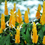 2 Golden Shrimp Live Plants, Perennial Shrimp Plants Shrub, Justica Brandegeana Bush 4-8 Inches