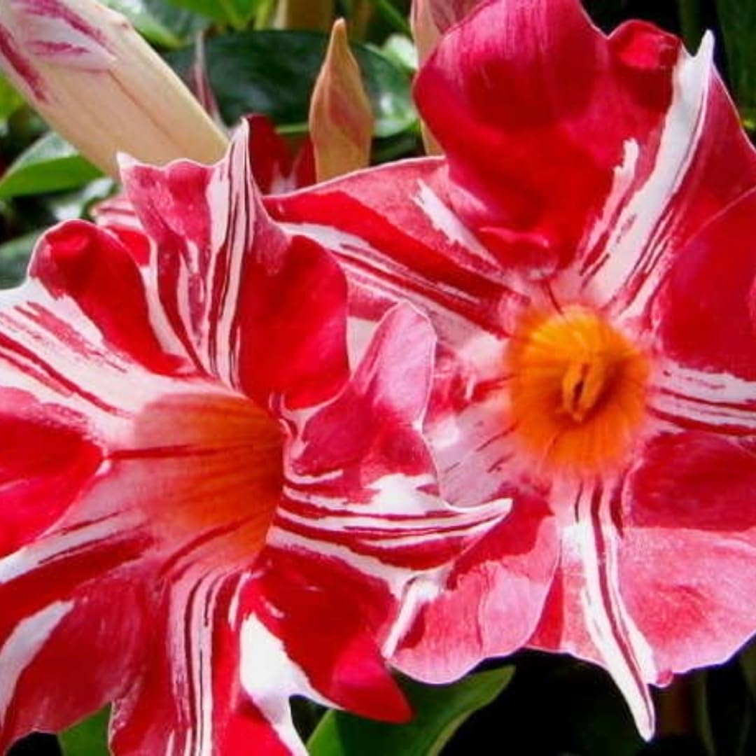 Mandevilla Vine Plants Mandevilla Plant Live, 5 to 7'' Tall Seedling, Annual Flowering Mandevilla Live Plant Outdoor Growing