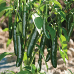 Serrano Pepper Plants Live for Planting, in 4" Pot, Hot Chili Pepper for Indoor and Outdoor Growing