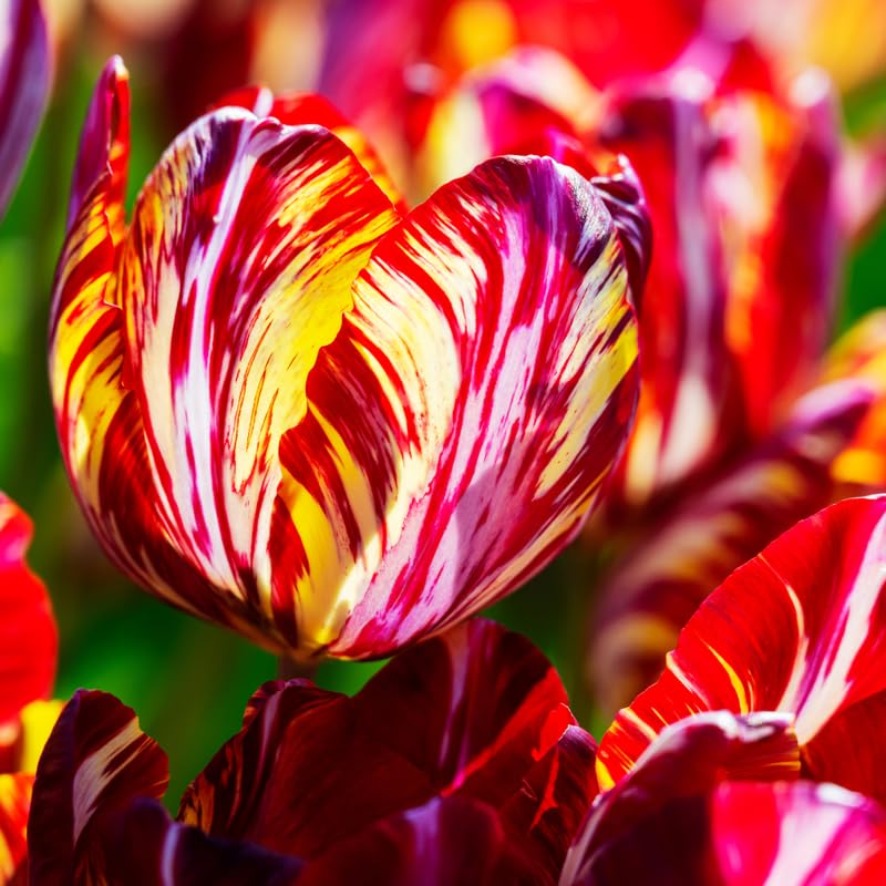 20 Rembrandt Tulip Bulbs for Spring Planting, Mix Large Tulip Bulbs for Fall Planting, Flower Bulbs Garden Indoor Outdoor