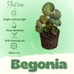 Begonia Live Plant, Begonias Live Plant, Rare Begonias Plants, 5-7 Inches in Height for Indoor Houseplant (Trailing Begonia)