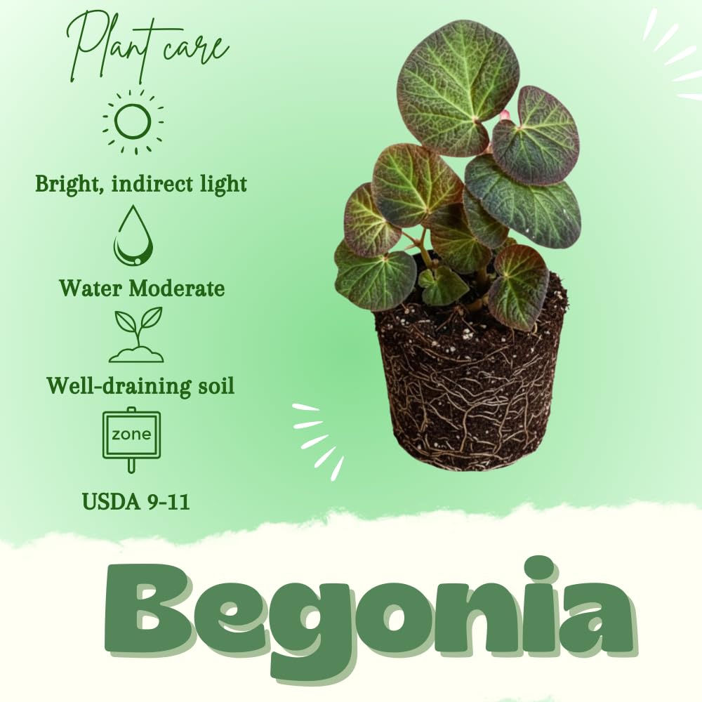 Begonia Live Plant, Begonias Live Plant, Rare Begonias Plants, 5-7 Inches in Height for Indoor Houseplant (Trailing Begonia)