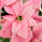 2 Poinsettia Plants Live, Peach Poinsettia Flowers Christmas Decorations, Holiday Houseplant, Poinsettias Trees Plants, No Pot, 5-9" Tall