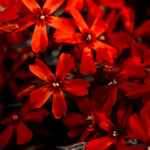 Pack 3 Creeping Phlox Plants Live, 5-9 Inches, Perennial Creeping Phlox Ground Cover Outdoor Garden (Red)