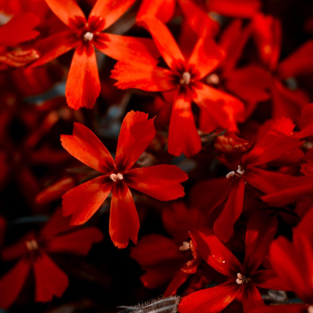 Pack 3 Creeping Phlox Plants Live, 5-9 Inches, Perennial Creeping Phlox Ground Cover Outdoor Garden (Red)
