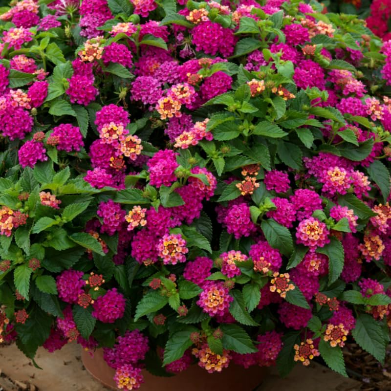 10 Bright Pink Lantana Live Plants for Planting Outdoors, Lantana Plants Live, Lantana Bush, Perennial Flowering