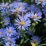 3 Asters Perennial Live Plants, Blue Aster Plants Live for Growing Outdoors, 4 to 6 Inc Tall Seedling, No Pot