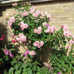 Pink Climbing Rose Live Starter Plant, Fragrant Pink Rose Ready to Plant, Climbing Rose for Planting Outdoor, No Pot, 1 Year Old Rose Plant