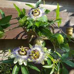 Passion Flower Plant Live, 5 to 8 Inch Tall Passiflora Vine, Fragrant Climbing Plant for Garden or Trellis, No Pot, Well-Rooted (Blue Passion Flower)