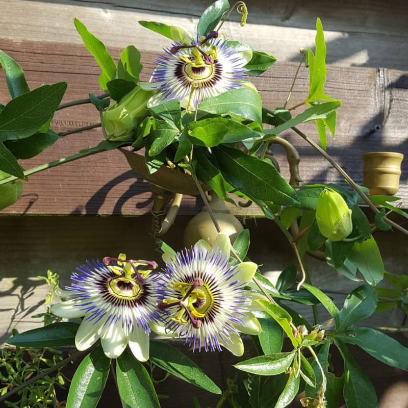 Pack 2 Passion Flower Plants Live, Passiflora Vine Well-Rooted, 5-7 Inch Tall Climbing Vine for Garden Trellises and Fences, No Pot (Blue Passion Flower)