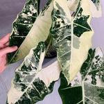 Alocasia Live Plant, Rare Elephan Ear Indoor Plant, Tropical Houseplant for Home and Garden Decor 4-9 Inches - White Green
