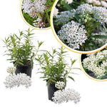 4 Milkweed Plants Live, White Butterfly Milkweed Asclepias Tuberosa Perennial Wildflowers Swamp Common Bush, 5-9" in Tall, No Pot