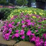 4 Pots Pink Vinca Plants Live, 4-6" Tall Ground Cover Vinca Flowers for Outdoor Garden, Landscape, Containers
