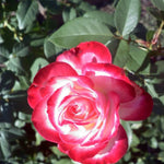 Rose Plant Live, Hybrid Tea Rose Bush Live Plant, 5-9 Inch Tall, Fragrant Flowers Shrub Ready to Plant Outdoor, No Pot, Well-Rooted (Cherry Rose)