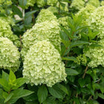 Lime Hydrangea Live Plant in 2.5'' Pot, Hydrangea Bush Shrub Vibrant Blooms, Outdoor Garden, Ready to Grow