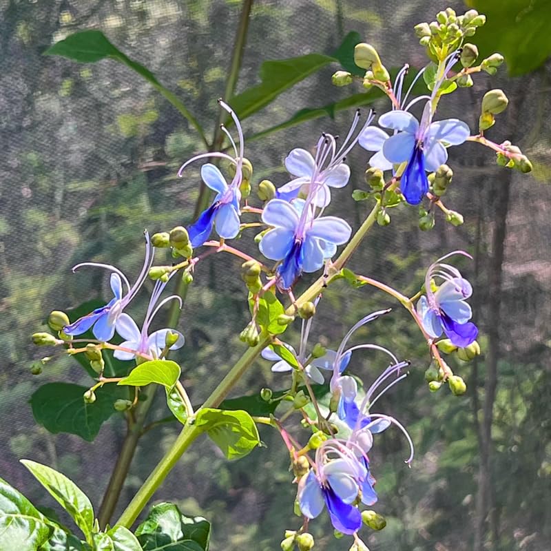 Set 2 Clerodendrum Blue Butterfly Live Plants Starter 5-8 Inches