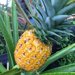 2 Gold Pineapple Plants Live for Planting 5 to 8 Inch Tall, Sweet Pineapple Fruit Trees Live Plant, Tropical Pineapple Seedling