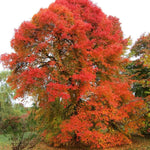 Sassafras Tree Live Plant 1-2 Feet Tall, Rare Sassafras Plant Well-Rooted in Pot, Very Cold Hardy, Zones 4 to 9