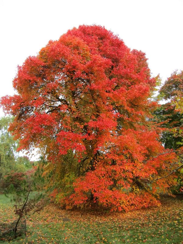 Sassafras Tree Live Plant 1-2 Feet Tall, Rare Sassafras Plant Well-Rooted in Pot, Very Cold Hardy, Zones 4 to 9