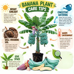 Ice Cream Blue Banana Tree Live Plant, Edible Fruit, 4-6" Tall