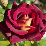 Rose Live Plant for Planting, Fragrant Rose Bush, 5-10” Tall, Ready to Grow Flowering Shrub for Outdoor Garden Beds and Containers (Dark Night Rose)