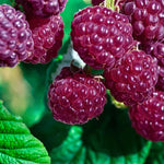 4 Hardy Raspberry Trees Live Plants, Purple Everbearing Raspberries Bushes Plants 5 to 10 Inc Tall, Well-Rooted, No Pot, Sweet Flavor (Glencoe Purple)