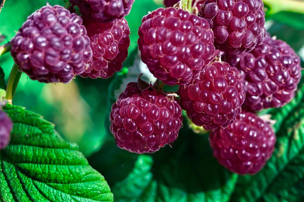 4 Hardy Raspberry Trees Live Plants, Purple Everbearing Raspberries Bushes Plants 5 to 10 Inc Tall, Well-Rooted, No Pot, Sweet Flavor (Glencoe Purple)
