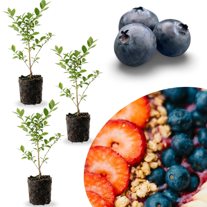 3 Sweet Fragrant Blueberry Bushes Seedlings, High-Yield Blueberry Trees Live Plants, 6 Months Old, Starter 3-6" in Tall, Cold Hardy Zones 4-7