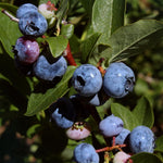 Pack 2 Blueberry Bush Live Plants, 1 Year Old, Blueberry Plants Live, Sweet Blueberries Fruit (Northern Blueberry)