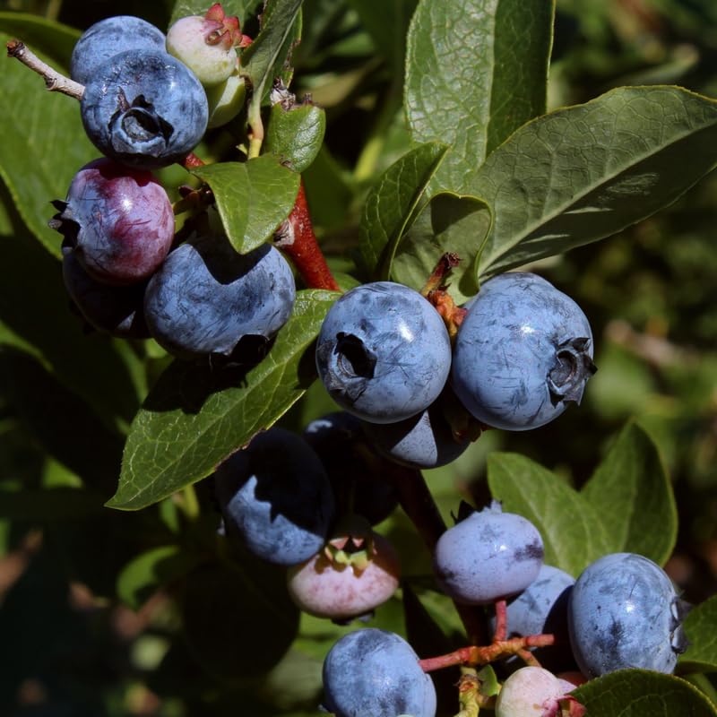 Blueberry Tree Live Plant for Planting, 5-10" Tall, Blueberry Plant Live, Sweet Blueberry Bush Live Plant (Northern Highbush Blueberry)