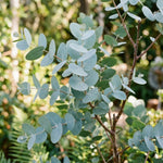 Silver Eucalyptus Plant Live, 5-7 Inc Tall, Cold Hardy Tree, Fragrant Foliage, Eucalyptus Plant, Ready for Indoor Outdoor Planting