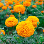 2 Marigold Live Plants, Orange Marigold Plants Live, 4 Inc Pot
