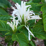 2 Shrimp Live Plants, Perennial Shrimp Plants Shrub, Justica Brandegeana Bush 4-8 Inches (White)