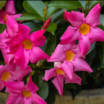 Mandevilla Plant Live, 4 to 7 Inc Tall Seedling, Pink Mandevilla Vine Plants, Perennial Flower Mandevilla Starter Plant Indoor Outdoor Planting