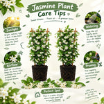 2 Confederate Jasmine Live Plants, Fragrant Flowering Shrubs, 4-6" Tall
