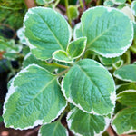 Set of 4 Mix Cuban Oregano Live Plants, Live Cuban Oregano Plant Indoor, 4 to 6 Inc Tall, Spanish Thyme Plant Live, Well Rooted for Gardening Outdoor Indoor