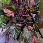 Rare Variegated Pink Philodendron Plant Live Indoor, 5-9" No Pot, Tropical House Plant for Indoor, 5-9" No Pot Home Décor Houseplants