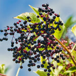Set 10 Elderberry Cuttings for Planting, Elderberry Plant, 6-8 Inches Long, Black Elderberries for Edible Garden and Backyard