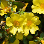 2 Yellow Portulaca Plants Live, Clumps 3-5" Tall Purslane Moss Rose Flowers for Indoor Pots, Outdoor Garden, Hanging Baskets
