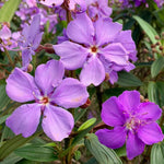 Blue Tibouchina Plant Live, Tibouchina Flowering Bush Shrub for Outdoor Garden, 5-7 Inches