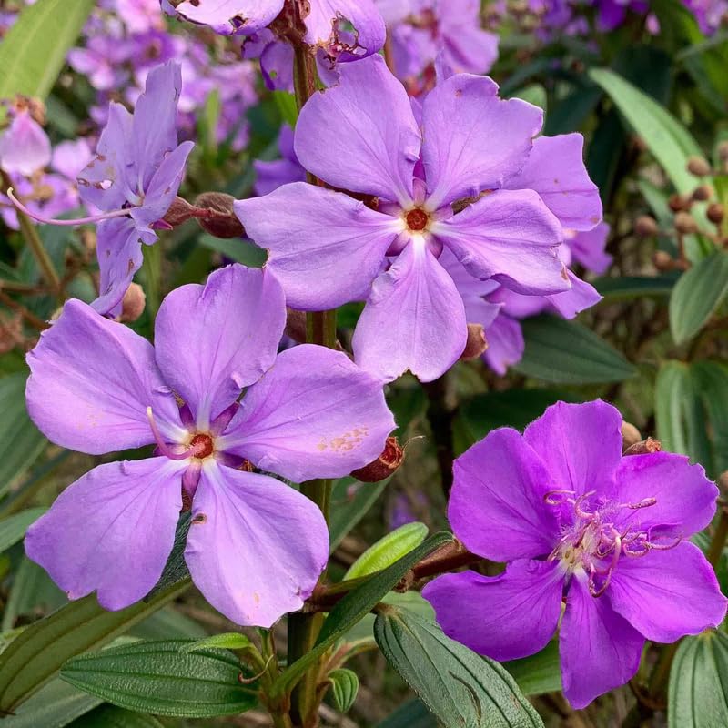 Blue Tibouchina Plant Live, Tibouchina Flowering Bush Shrub for Outdoor Garden, 5-7 Inches