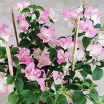 2 Apple Blossom Bougainvillea Plants Live, Flowering Bougainvillea Vine for Outdoor Garden or Trellis, 5-9 Inch Tall, Very Hardy