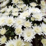 White Chrysanthemum Plant, Set 2 White Mums Plants Live, Hardy Perennial Mum Live Plant, 3 to 6 Inch Tall Garden Mum Starter Plants for Garden Beds, Containers, Vibrant Fall Blooms, No Pot
