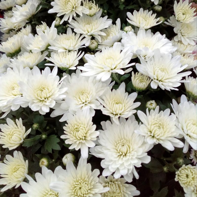 White Chrysanthemum Plant, Set 2 White Mums Plants Live, Hardy Perennial Mum Live Plant, 3 to 6 Inch Tall Garden Mum Starter Plants for Garden Beds, Containers, Vibrant Fall Blooms, No Pot