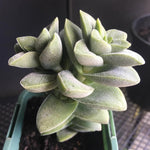 Spring Crassula Succulent Plants Live in 2" Pot, 3-5 Inches Tall, Rare Houseplant for Indoor Outdoor Planting