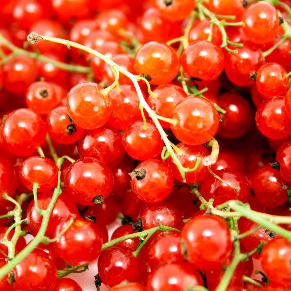 Currant Bush Live Plant for Planting, 6 to 9 Inc Tall Red Currant Plant Live Gardening Indoor Outdoor