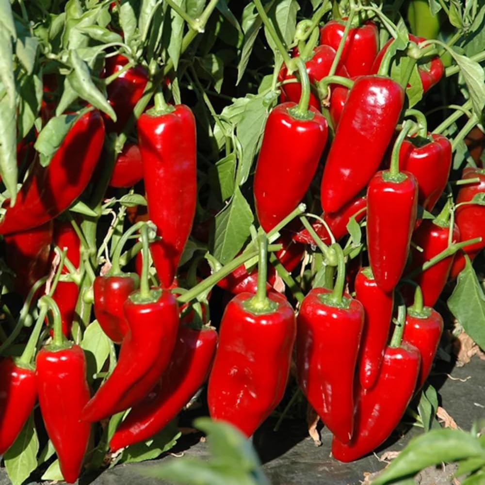 2 Serrano Pepper Live Plants for Planting, 80 Days Old Pepper Plant Well Rooted Seedlings, Hot Peppers Plants for Year Round Harvesting, No CA